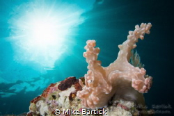Anilao superstar-
A sunny morning + large nudi= Photo op... by Mike Bartick 